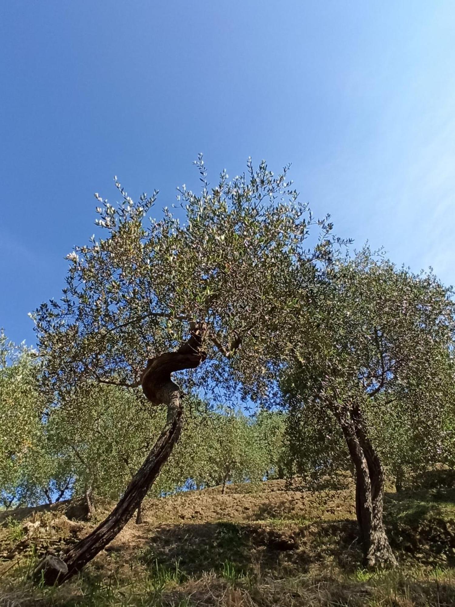 Il Glicine Cozy Appartamnent, Near Sestri Levante Between Cinque Terre E Portofino Casarza Ligure Esterno foto